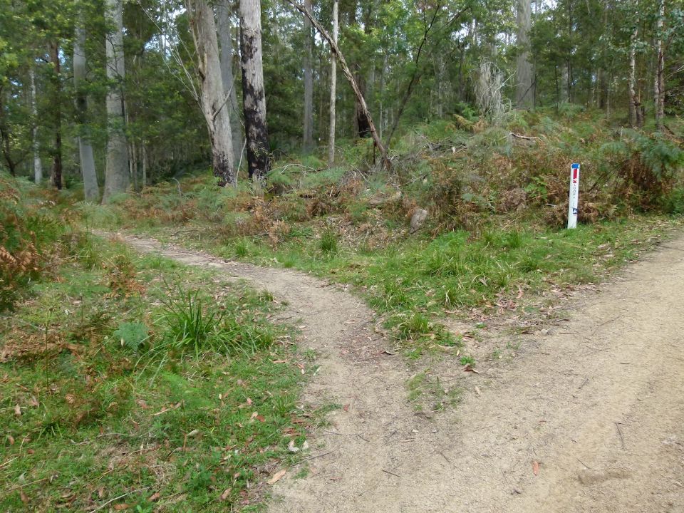 Start of loopy Trail Mogo